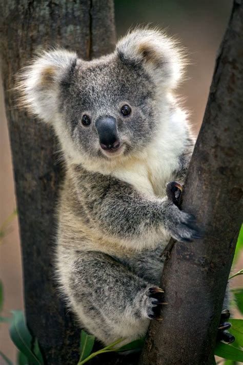 Koala Bear Koalas Cute Animals Animals Beautiful Animals -   17 beauty Images animals ideas