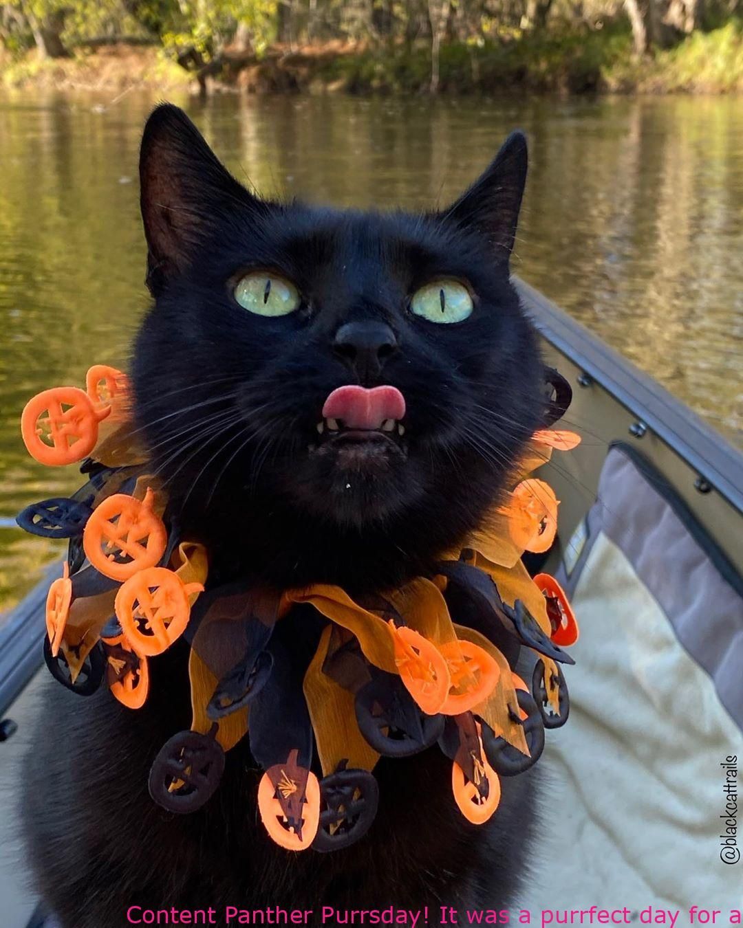 Content Panther Purrsday! It was a purrfect day for a paddle! Ledges - latest - FunnyCat -   19 diy Halloween Costumes cat ideas