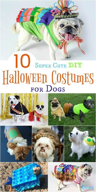 10 Super Cute DIY Halloween Costumes for Dogs -   19 diy Halloween Costumes cat ideas