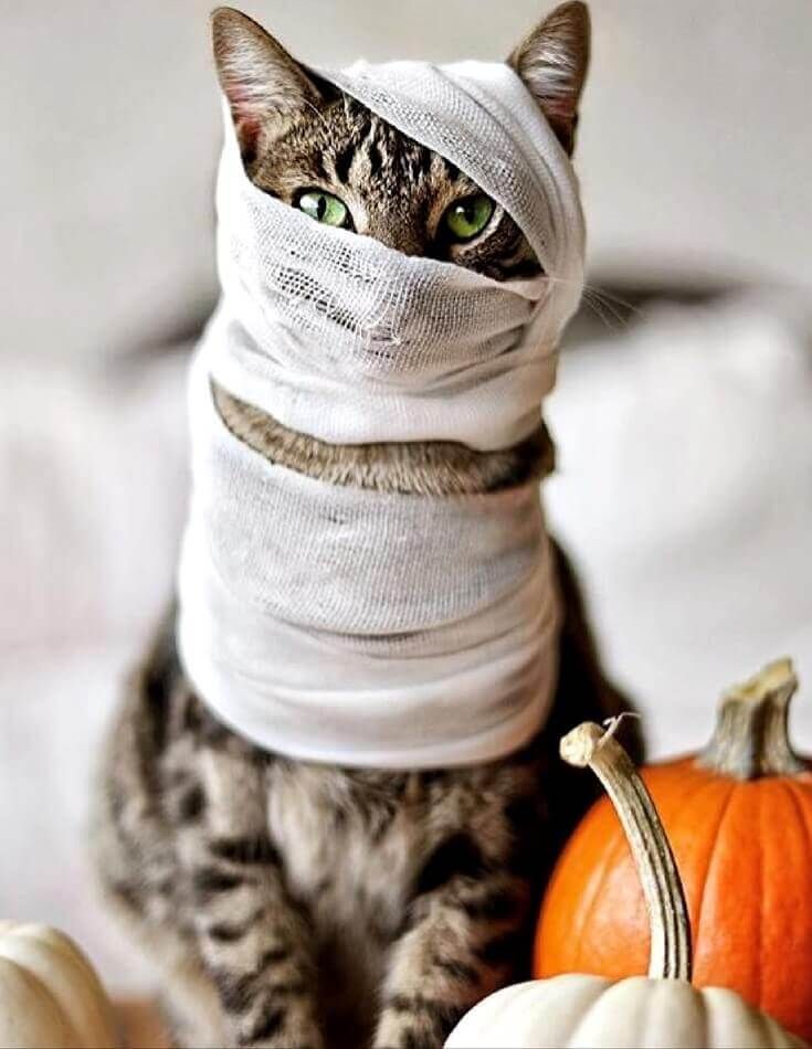 The 35 Greatest CAT Costumes EVER -   19 diy Halloween Costumes cat ideas