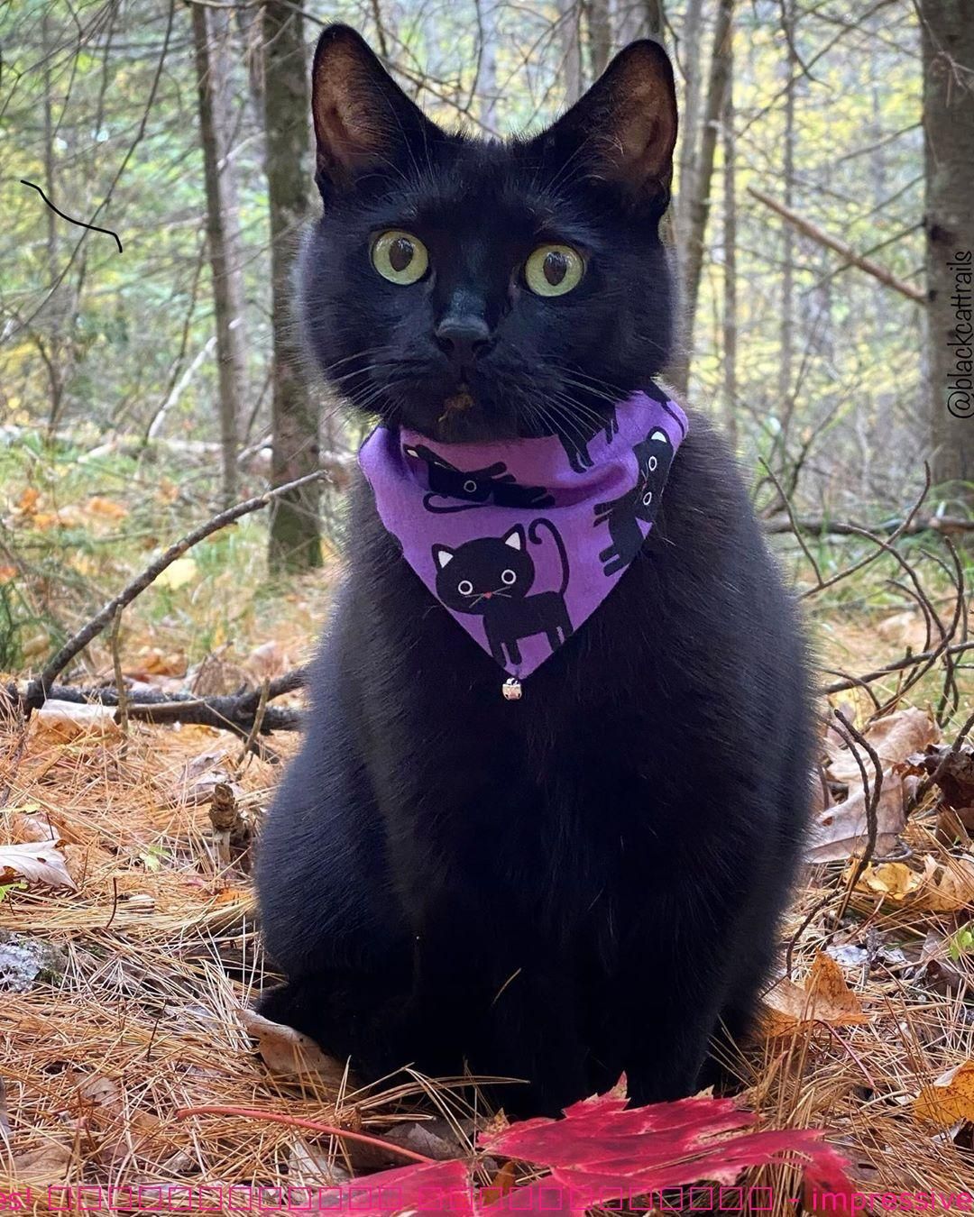 Satisfied Monday from Ledges! - impressive - FunnyCat -   19 diy Halloween Costumes cat ideas