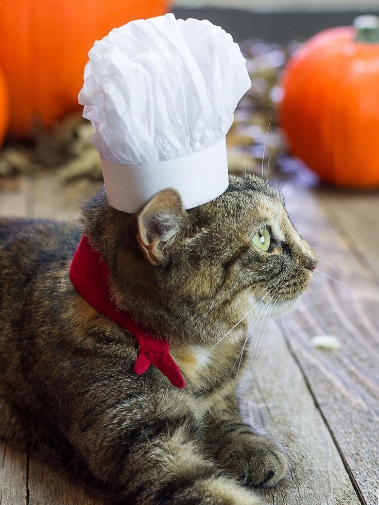 DIY Pet Costumes for Halloween -   19 diy Halloween Costumes cat ideas