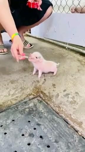 Cute Hungry Piglet  -   15 beauty Animals pets ideas