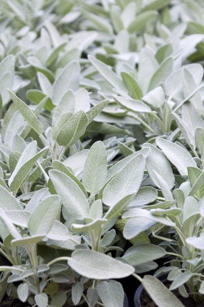 Sage Plants For Gardens: Learn About Different Types Of Sage -   16 sage green aesthetic ideas