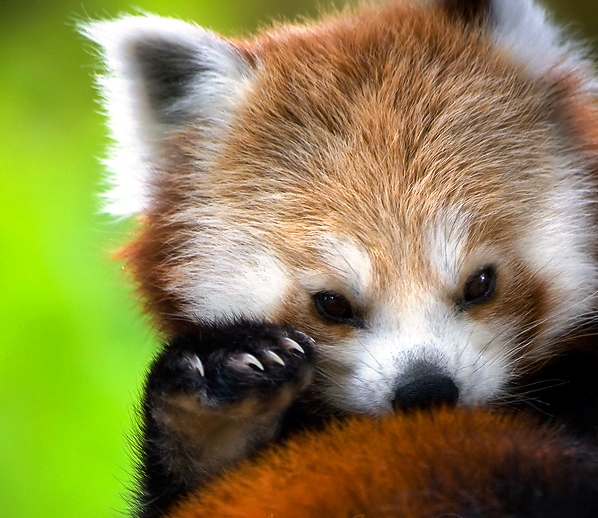 Baby red panda