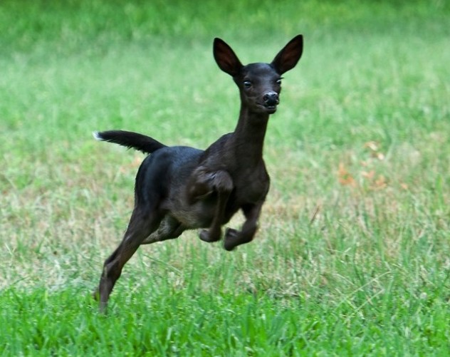 Black white tail deer  PinPoint